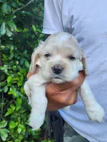 Henry Ready 07/22, a male Cocker Spaniel for sale in Brooksville, FL – 6 of 6
