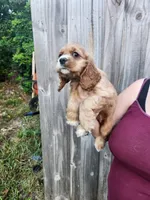 Leah Ready Now , a male Cocker Spaniel for sale in Brooksville, FL – 8 of 9