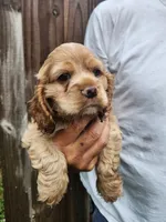 Kent, a male Cocker Spaniel for sale in Brooksville, FL – 4 of 10