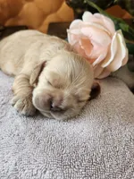 Joy Sold, a female Cocker Spaniel for sale in Brooksville, FL – 8 of 9