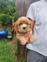 Leah AKC, a male Cocker Spaniel for sale in Brooksville, FL – 8 of 8