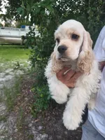 Owen Reduced, a male Cocker Spaniel for sale in Brooksville, FL – 5 of 9