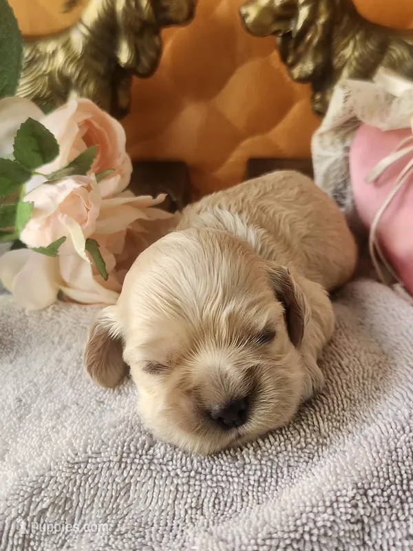 Grayson  – Cocker Spaniel puppy for sale in Brooksville, FL