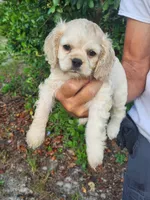 Hannah , a female Cocker Spaniel for sale in Brooksville, FL – 4 of 10