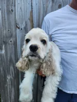 Holden Reduced , a male Cocker Spaniel for sale in Brooksville, FL – 9 of 10