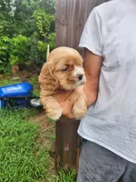 Leah AKC, a male Cocker Spaniel for sale in Brooksville, FL – 7 of 8