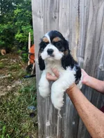 Lola Ready Now , a male Cocker Spaniel for sale in Brooksville, FL – 9 of 9