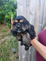 Luna Ready Now , a male Cocker Spaniel for sale in Brooksville, FL – 9 of 10