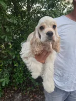 Owen Reduced, a male Cocker Spaniel for sale in Brooksville, FL – 6 of 9