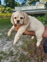 Hannah , a female Cocker Spaniel for sale in Brooksville, FL – 2 of 10