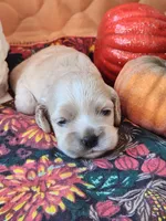 Posey Sold , a female Cocker Spaniel for sale in Brooksville, FL – 2 of 9