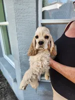 Baxter On Hold , a male Cocker Spaniel for sale in Brooksville, FL – Photo 6 of 6