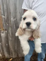 processed/fd436e6a-6b65-4207-b00c-3d95f7bf5faa/listing/ff752260-23f8-4c5a-82b8-7383db4f855e/2ef50cda-463c-44e6-9124-f7ecd0b9648c