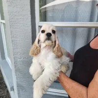 Brinlee Ready Now, a female Cocker Spaniel for sale in Brooksville, FL – Photo 6 of 6
