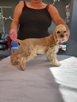 Baxter On Hold , a male Cocker Spaniel for sale in Brooksville, FL – Photo 4 of 6