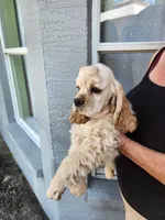 Baxter On Hold , a male Cocker Spaniel for sale in Brooksville, FL – Photo 5 of 6