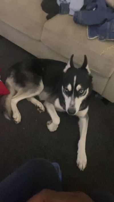 Blue , a male Siberian Husky for sale in Philadelphia, PA – 2 of 2