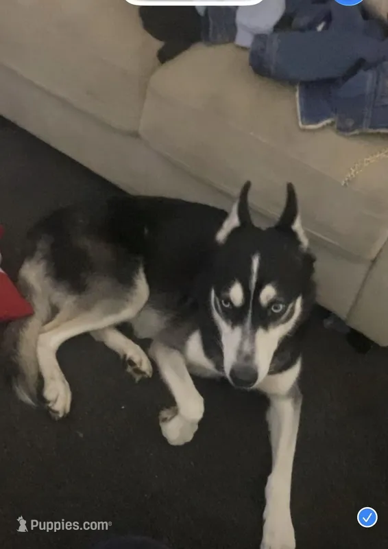 Blue  – Siberian Husky puppy for sale in Philadelphia, PA