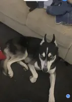 Blue , a male Siberian Husky for sale in Philadelphia, PA – 1 of 2