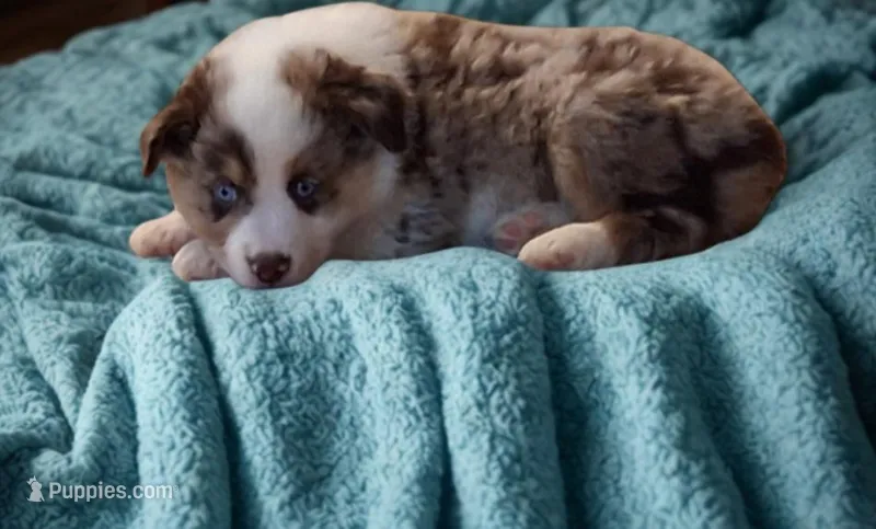 Milo, a male Miniature Australian Shepherd for sale in McAlester, OK – Photo 1 of 1