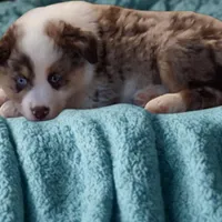 Milo, a male Miniature Australian Shepherd for sale in McAlester, OK – Photo 1 of 2