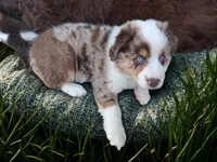 Milo, a male Miniature Australian Shepherd for sale in McAlester, OK – Photo 2 of 2