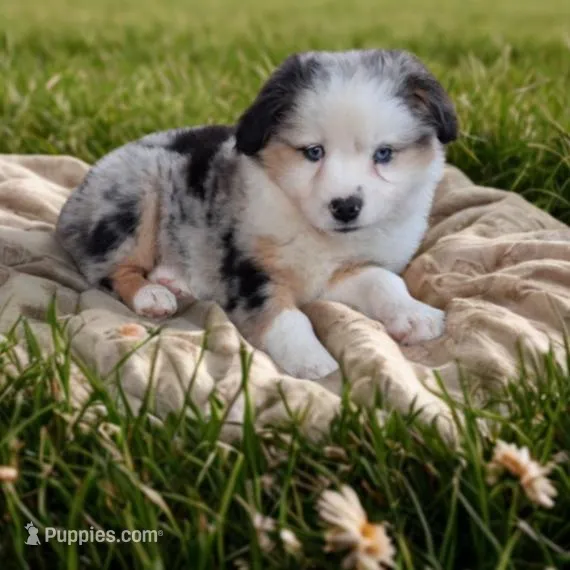 Lucy – Miniature Australian Shepherd puppy for sale in McAlester, OK
