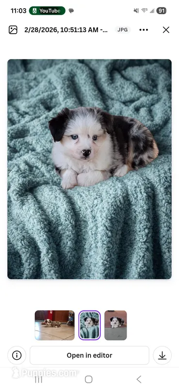 Lucy, a female Miniature Australian Shepherd for sale in McAlester, OK – Photo 1 of 1