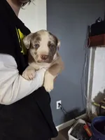 Cinnamon , a female Great Dane and English Cream Golden Retriever for sale in Mount Sterling, KY – Photo 2 of 6