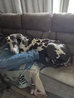 Cinnamon , a female Great Dane and English Cream Golden Retriever for sale in Mount Sterling, KY – Photo 5 of 6