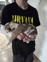 Cinnamon , a female Great Dane and English Cream Golden Retriever for sale in Mount Sterling, KY – Photo 3 of 6