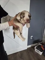 Cinnamon , a female Great Dane and English Cream Golden Retriever for sale in Mount Sterling, KY – Photo 1 of 6