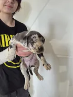 Cookie, a male Great Dane and English Cream Golden Retriever for sale in Mount Sterling, KY – Photo 2 of 4