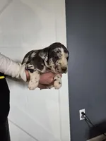 Cookie, a male Great Dane and English Cream Golden Retriever for sale in Mount Sterling, KY – Photo 1 of 4