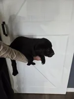 Toast, a male Great Dane and English Cream Golden Retriever for sale in Mount Sterling, KY – Photo 2 of 5