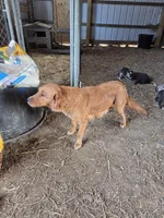 Toast, a male Great Dane and English Cream Golden Retriever for sale in Mount Sterling, KY – Photo 5 of 5