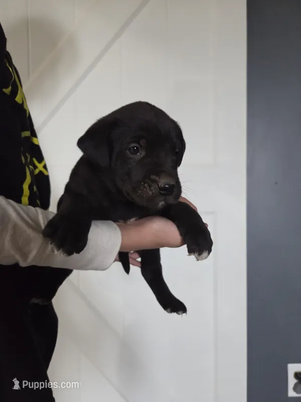 Toast, a male Great Dane and English Cream Golden Retriever for sale in Mount Sterling, KY – Photo 1 of 5
