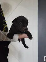 Toast, a male Great Dane and English Cream Golden Retriever for sale in Mount Sterling, KY – Photo 1 of 5