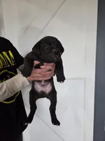 Toast, a male Great Dane and English Cream Golden Retriever for sale in Mount Sterling, KY – Photo 3 of 5