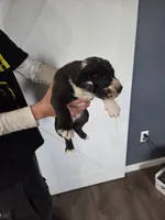 Oreo, a male Great Dane and English Cream Golden Retriever for sale in Mount Sterling, KY – Photo 4 of 6