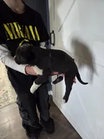 Oreo, a male Great Dane and English Cream Golden Retriever for sale in Mount Sterling, KY – Photo 2 of 6