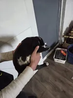 Oreo, a male Great Dane and English Cream Golden Retriever for sale in Mount Sterling, KY – Photo 3 of 6