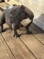 Randy, a male American Bully for sale in Lexington, KY – Photo 4 of 6