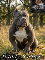 Randy, a male American Bully for sale in Lexington, KY – Photo 3 of 6