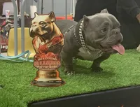 Randy, a male American Bully for sale in Lexington, KY – Photo 6 of 6