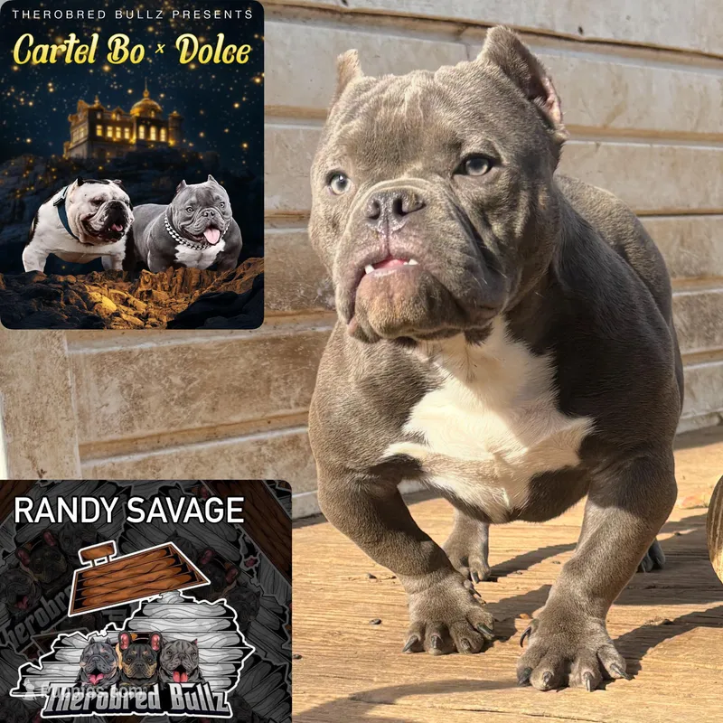 Randy, a male American Bully for sale in Lexington, KY – Photo 1 of 6