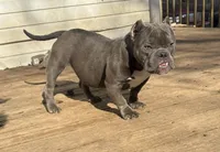 Randy, a male American Bully for sale in Lexington, KY – Photo 2 of 6