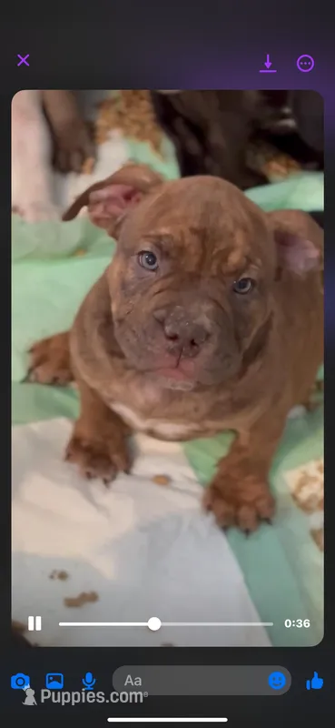 Bullmain x Mocha Litter, a male American Bully for sale in Lexington, KY – Photo 1 of 8