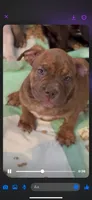 Bullmain x Mocha Litter, a male American Bully for sale in Lexington, KY – Photo 1 of 8