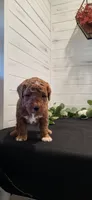 Pumpkin , a male Miniature Goldendoodle for sale in Sullivan, IL – 4 of 4